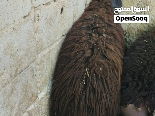 خاروف عمر 10شهور