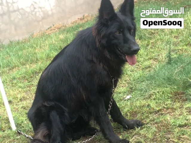 إنتي لونق هير رويال بلاك