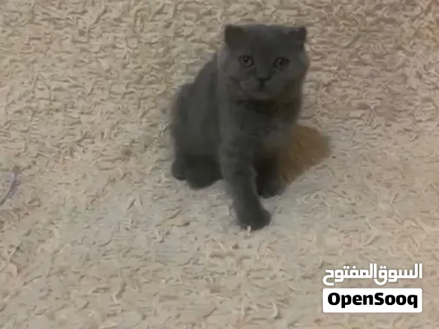 Scottish fold female