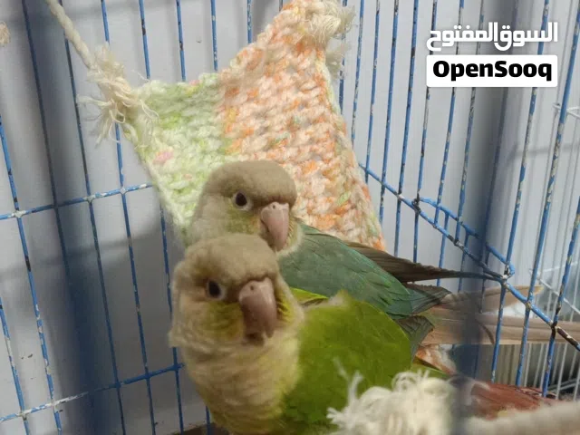 كنيور بينابول جرين & سينامون تركواز