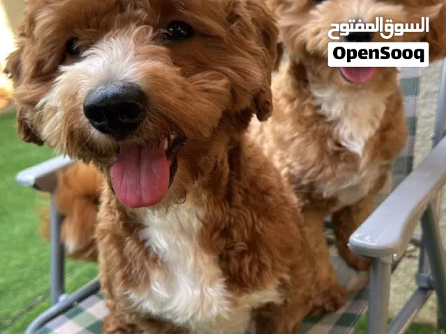 2 Male Multipoo Brothers – 16 Months  Fully Vaccinated 2  المالتيبو ذكور – مطعمين  16 شهر
