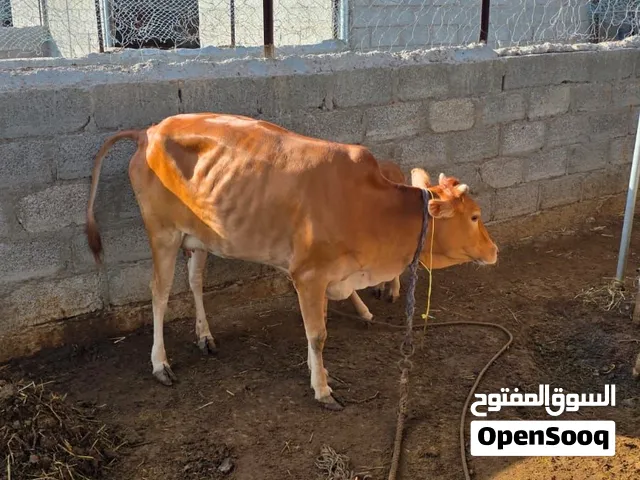 بقرة عمانيه اصيله