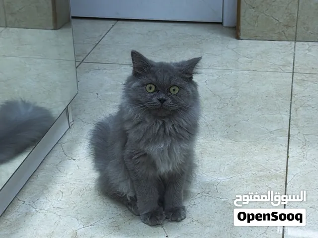 سنوره اليفه