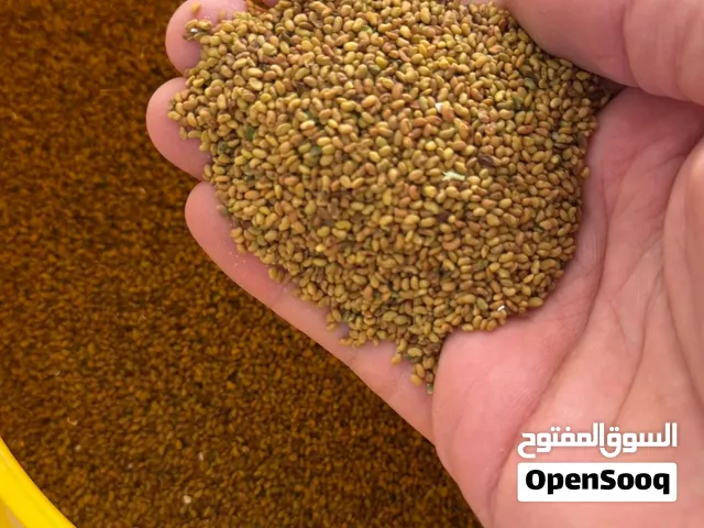 للبيع  بذر قت  عماني اصلي ومضمون