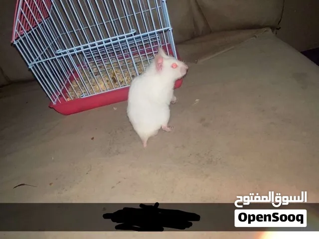 هامستر انثى