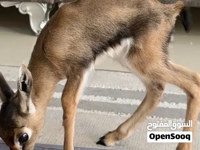 أنثى صغير الدماني