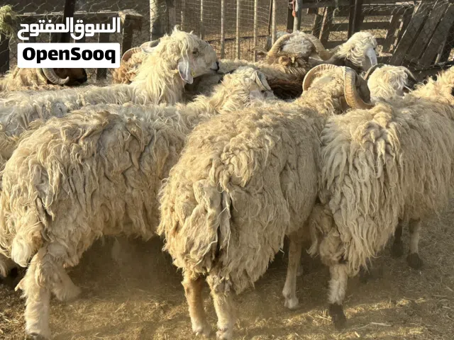للبيع ذبايح  خرفان نعيم ونجدي