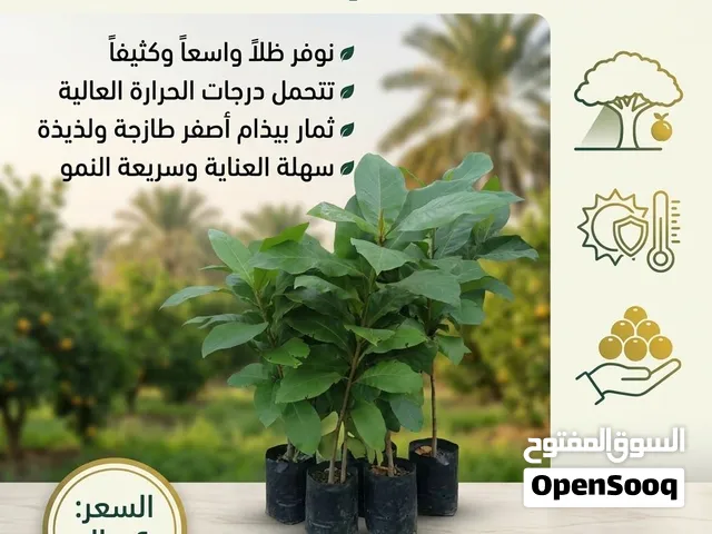 بيذام اصفر