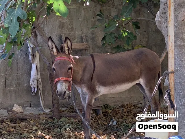 حمارة  أنثى