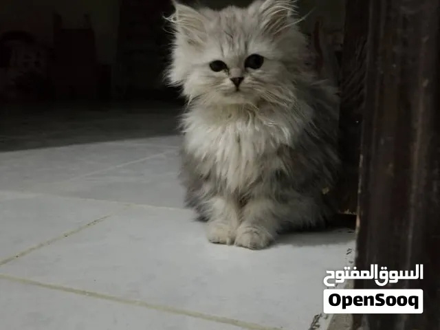 قطط للبيع التواصل واتس