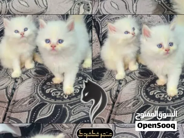 هملايا اورنج