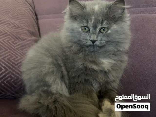 قطه انثى جميله الام شيرازيه و الاب سكوتش العمر 3 شهر ممتعه و تحب الاعب و الاستكشاف