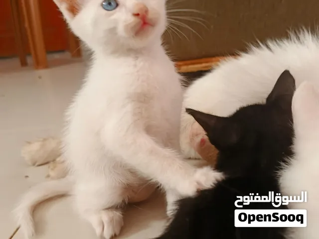 شيرازي عيون لون أزرق عمر 3 شهور