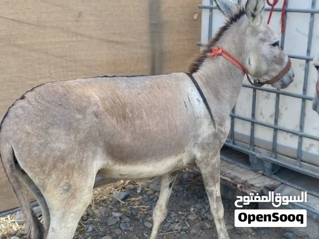 حمار طبيع وأموره طيبه