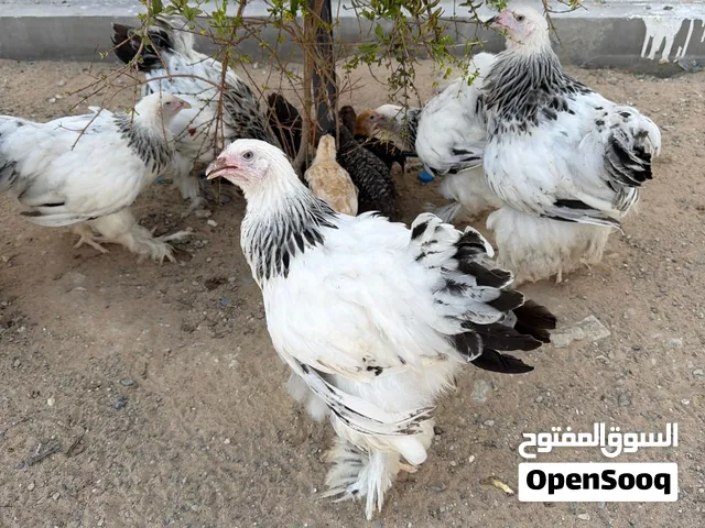 للبيع دجاج برهما كولومبي العملاق العمر من 4 إلى 5 شهور