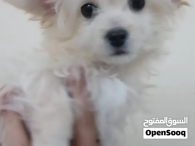 Chihuahua puppy for sale