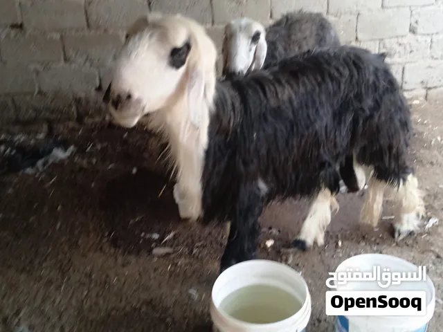 سلام عليكم  عواسي حلوات مالت بيت ونضاف خوان سبب البيع زيده حاجه  من حلالي خاص سمهان معلوف براسه مكفو