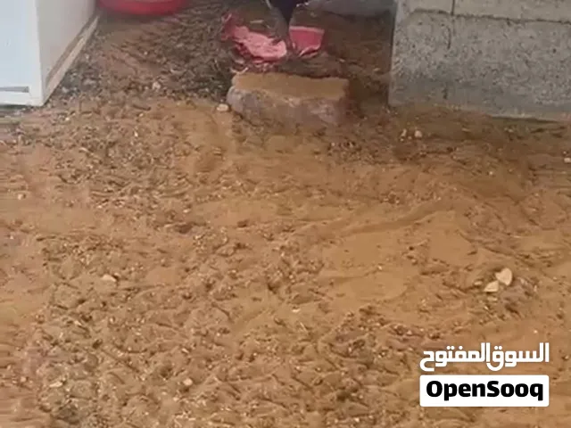 ديك و أربعة دجاج وصوصين عمرهم شهر ونص - 200درهم
