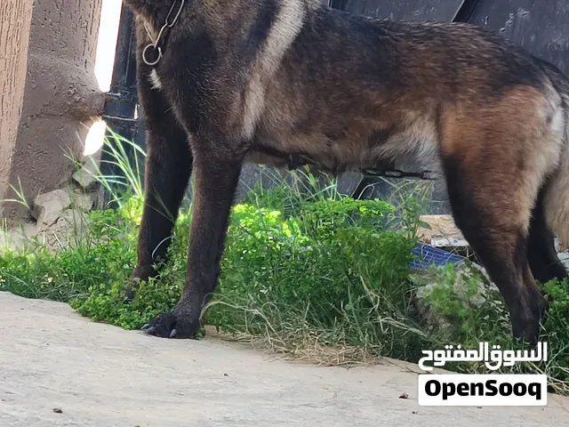 انثي مالينواا مواااصفااات وتغنيجه فل وقريب تقرزن