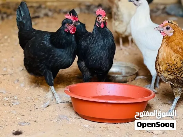 دجاج عربي للبيع دجاج لا قوة الا بالله مكاني الخمس