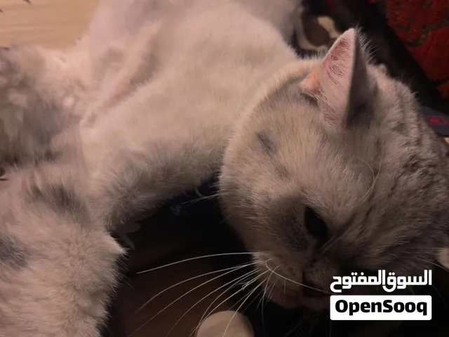 بسة نوع برتش