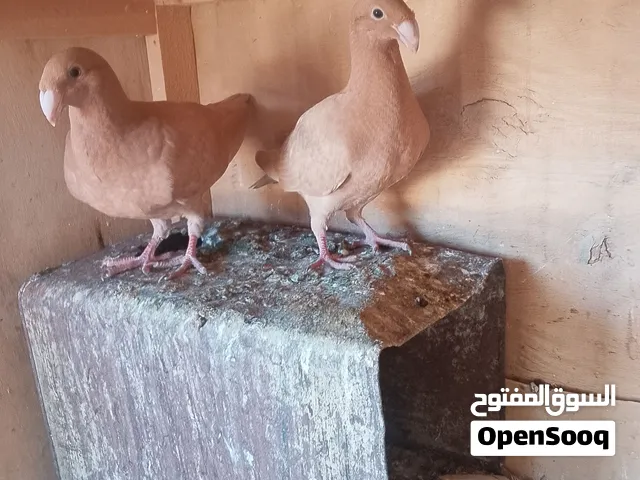 جوز فراخ هومر الماني
