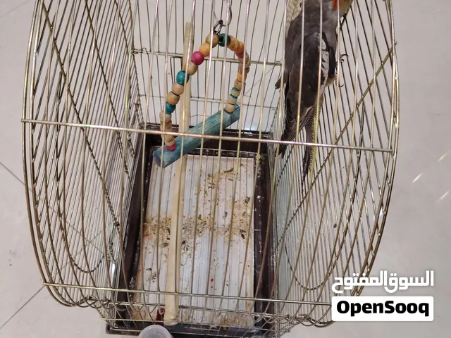 قفص طيور ذهبي يليق في المنزل معلفين البيع مستعجل من أجل السفر جرب يمكن تكون صاحب النصيب ب شارع الادن