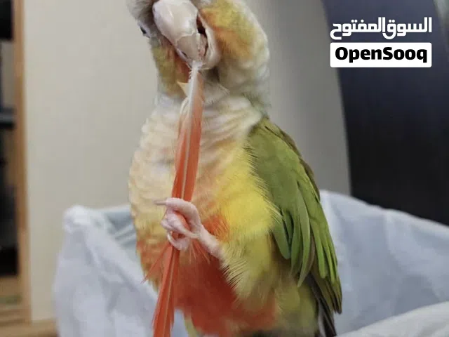 بغبغان بينابول كونيور
