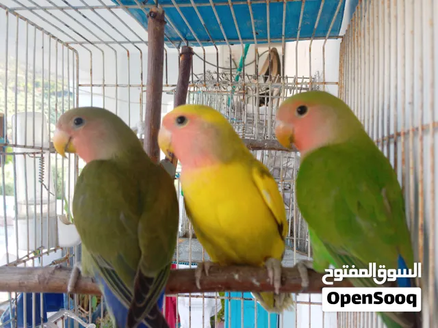 ببغاء مشاء الله