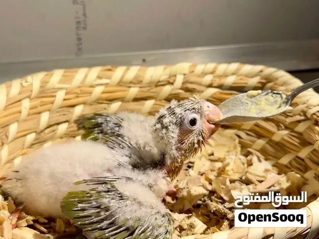 كنيور باينبل رد فاكتور انتاج بحريني