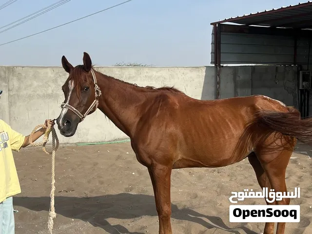 فرس عربيه اصليه