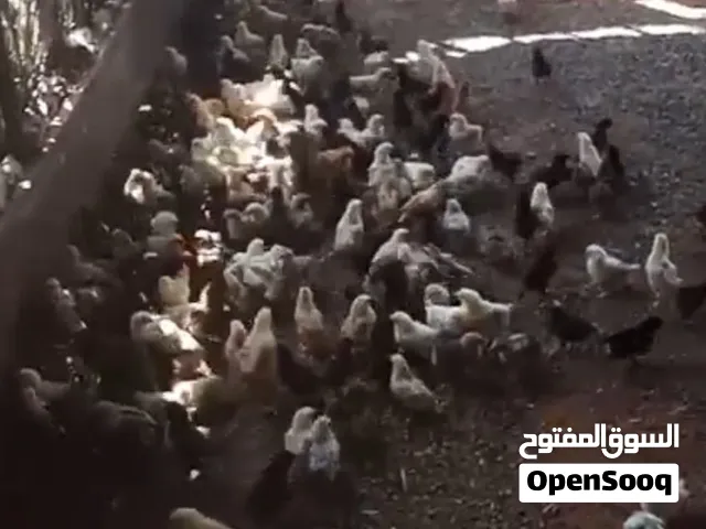 صيصان للبيع العمر تقريبا 15يوم العدد تقريبا 300 سلاله مكس