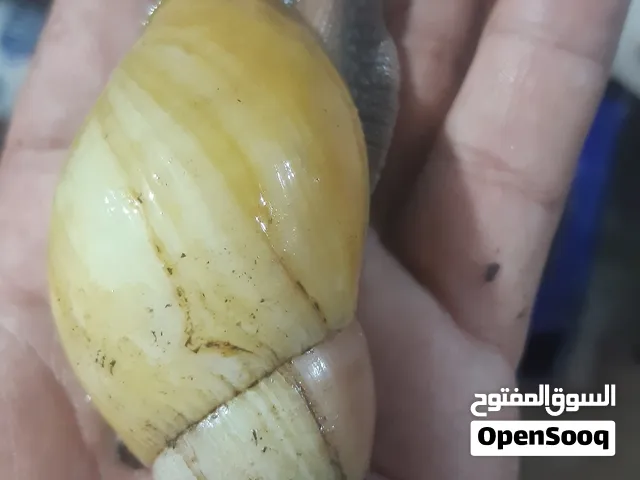 حلزون افريقي للبشره