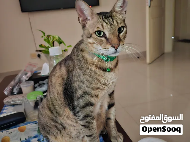 Dobby needs a home