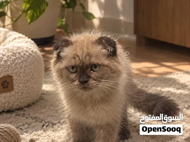 قط سكوتش براون ذكر