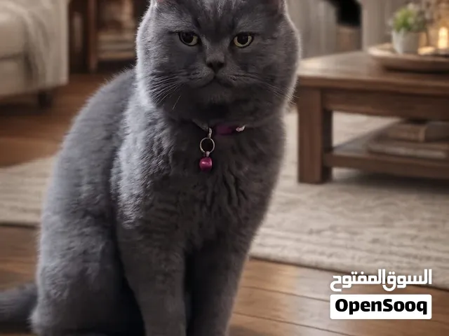قطه بريتش  ذكر للتبني العمر سنه ونص