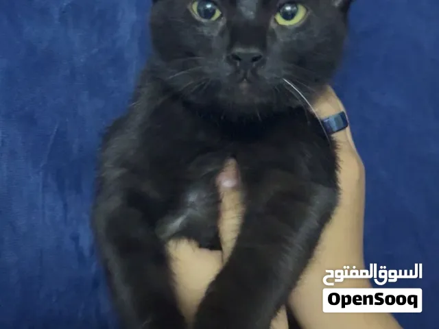 Black cute cat