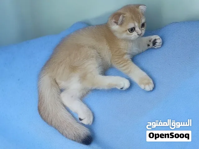 برتش وسكوتش فولد