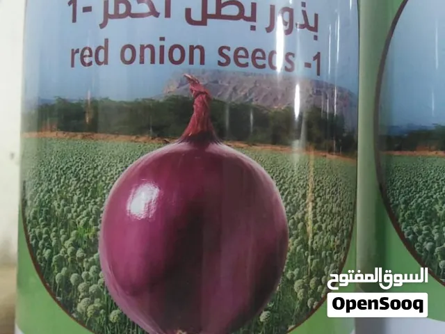 بذر بصل يمني أحمر