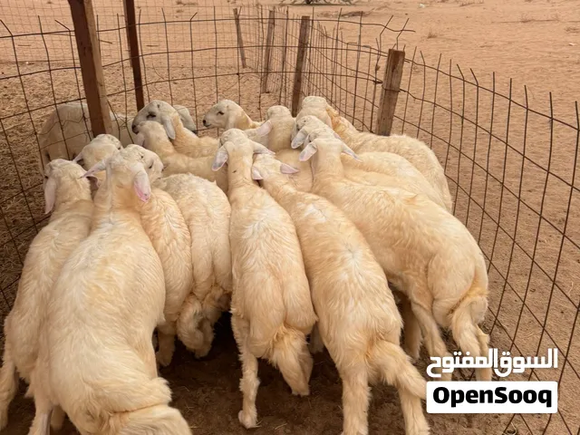 ذبائح طليان حري بلدي مناسبات افراح تقطيع ثلاجة