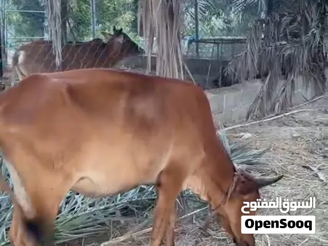 ثلاث أبقار للبيع