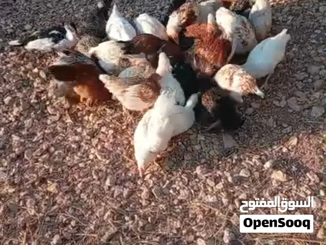 جاج بياض بلدي ولوهمن و بط بلدي وتركي