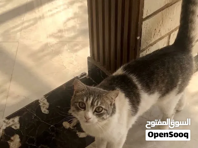 قط ذكر للتبني الوصف مهم