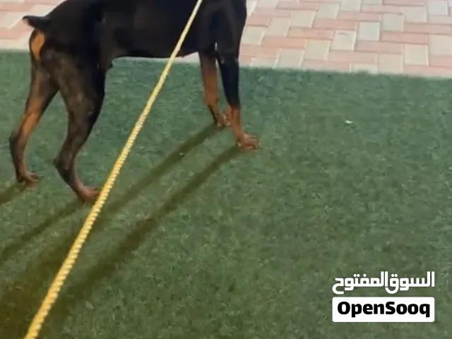 دوبرمان عمره 6شهور