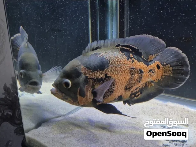 Oscar fish for sale ( Tiger oscar) big size