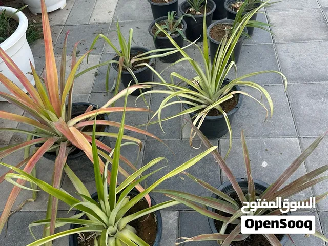 أشجار أنانس وقصب سكر