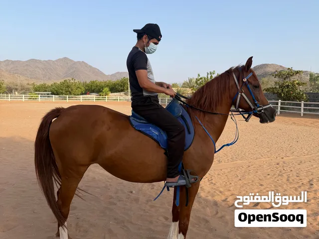للبيع  فرس ركوب سعر خاص للجاد