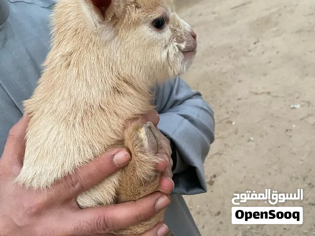 المعز القزم للاطفال