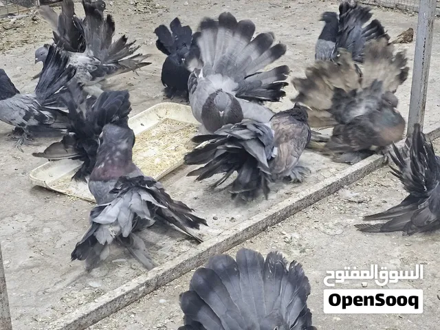 للبيع حمام شماسي امريكي مستويات
