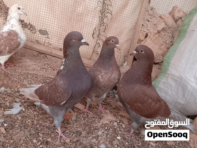 حمام بناديق كنج جامبو احجام كبيره